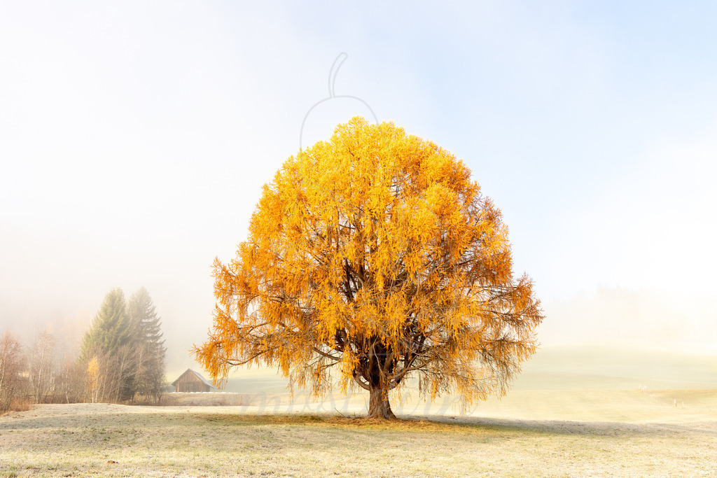 Lungauer Lärchentraum | Ihre Fotografin im Lungau, ihre Fotografin im Mostviertel, Wandbilder Onlineshop, Imagefotos für Ihr Unternehmen,  - Realisiert mit Pictrs.com