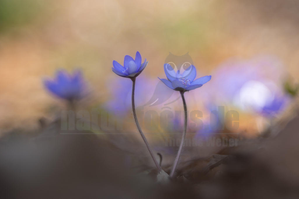 20220312104752-2 | Das Leberblümchen (Hepatica nobilis) ist ein typischer Frühlingbote. Im März, wenn Brauntöne noch das Bild des Waldes beherrschen, sind die zarten blauvioletten Blüten am Waldboden das erste Zeichen des einsetzenden Frühlings. Die hübschen Pflanzen nutzen die Zeit, bevor die Blätter der Bäume austreiben und ihnen das Licht rauben. Die Lebensdauer der Blüten beträgt etwa acht Tage. Mitte April ist ihre Blütezeit bereits abgeschlossen. - Realisiert mit Pictrs.com