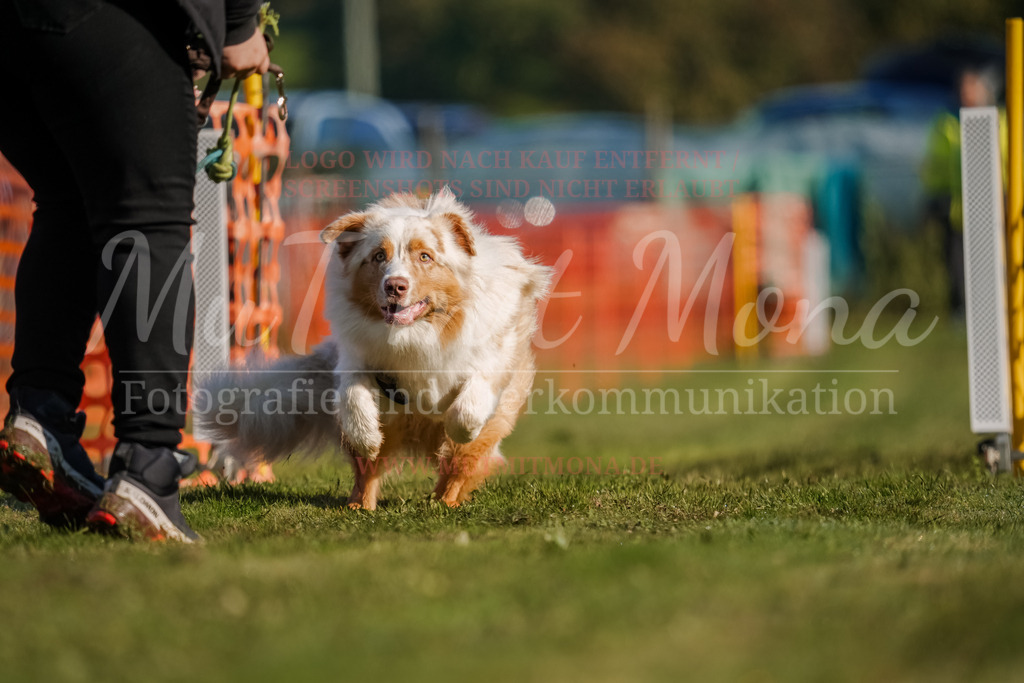 20250928_Hunderennen-81 | MuT (Mensch und Tier) mit Mona - Fotografie und Tierkommunikation - Realisiert mit Pictrs.com