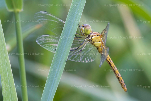 202020 | Tierfotografie, Tierkalender, Tierbilder, Insekten, Spinnen, Vögel, Schmetterling, Libellen, Leinwand, Colorkey, Qualität, Geschenkartikel, Geschenk - Realisiert mit Pictrs.com