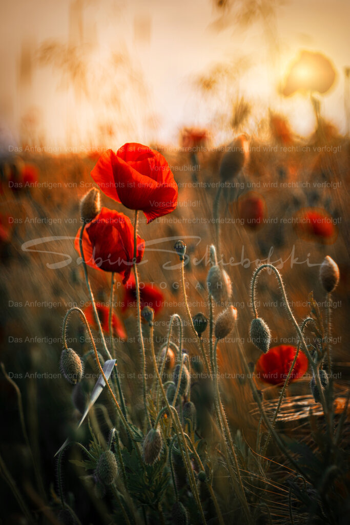 Glühender Mohn | Leuchtend rote Mohnblumen tanzen im warmen Abendlicht und verleihen diesem Moment eine fast traumhafte Stimmung. Die weiche Unschärfe und die goldenen Sonnenstrahlen schaffen eine ruhige, emotionale Atmosphäre voller Sommergefühl und Leichtigkeit. Ein Kunstprint für alle, die natürliche Schönheit, warme Farben und poetische Lichtstimmungen lieben. - Realisiert mit Pictrs.com