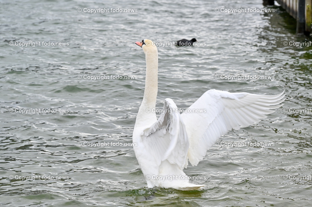 Gmunden_ 13.01.2023-27 | 13.01.2023, Gmunden, AUT, Gmunden, im Bild Traunsee, Wasservoegel, Schwan