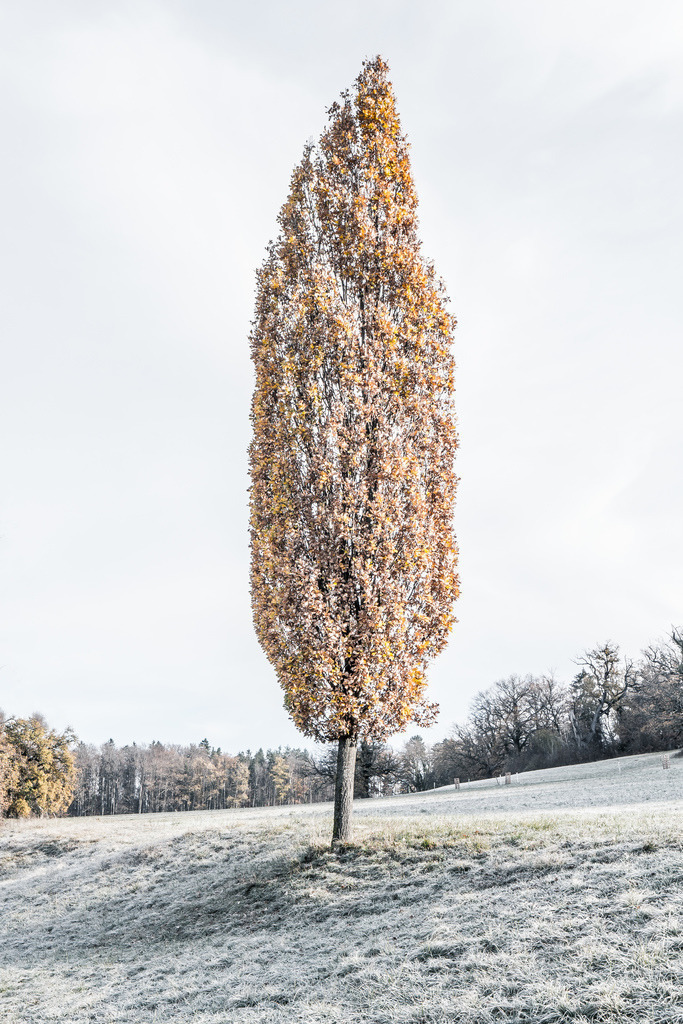 Frostiger Baum | Schöne Fotografien aus der Stadt und der Natur zum bestellen oder selber hochladen. Druck auf Foto, Postkarte, Kalender, FineArt Hahnemühle, Alu-Dibond , Akustikbilder zur Absorption von Schall und Lärm etc. - Realisiert mit Pictrs.com