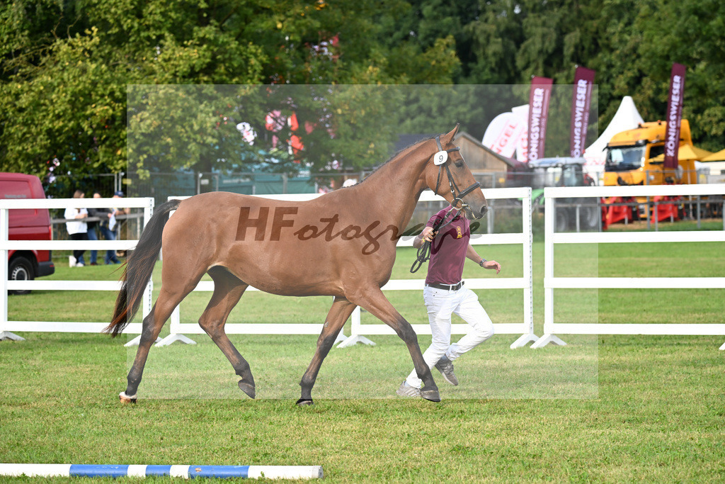 Kat-Nr. 9 Dakotan H v. Vingino_Hoffmeister_30250099 | hf-fotografie - Realisiert mit Pictrs.com