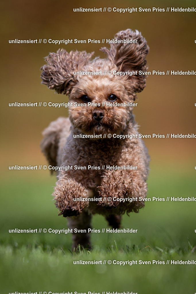 Sven Pries | 2024-04-21 - Hunderennen Baden-Oos
Foto: Sven Pries - Realisiert mit Pictrs.com