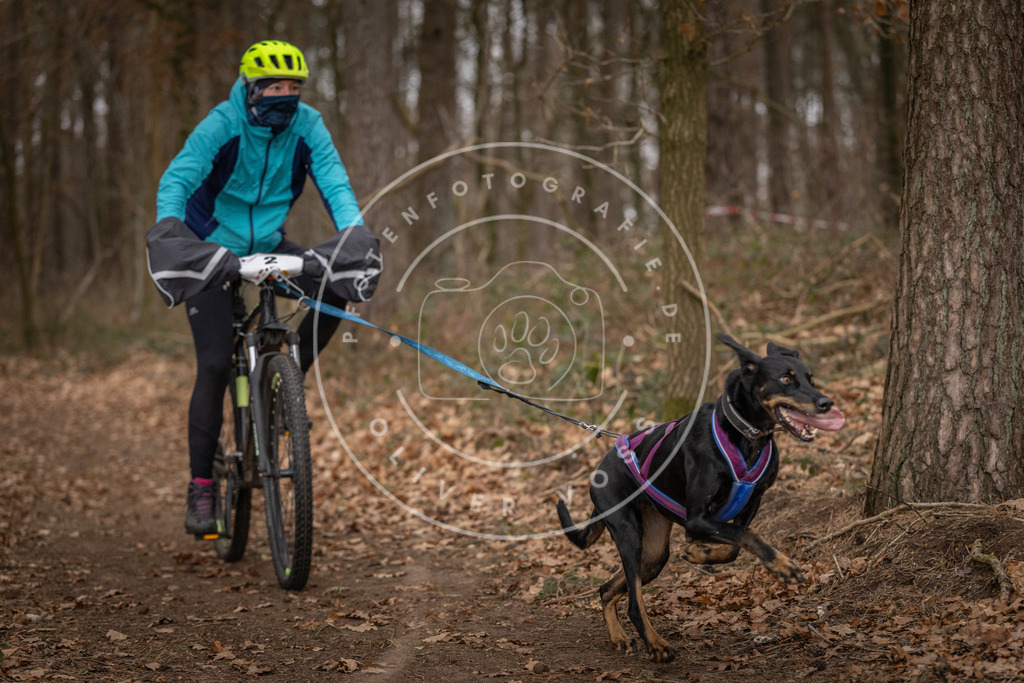 Pfotenfotografie_DV3A7121 | Hundefotografie, Tierfotograf, Pfotenfotografie, Fotoshooting Hund, Hunde Portrait, Hundesport, Hundeportraits, Heideshooting, Hunde, Sportfotograf, Hundefotograf, Turnierhundsport, THS,  - Realisiert mit Pictrs.com