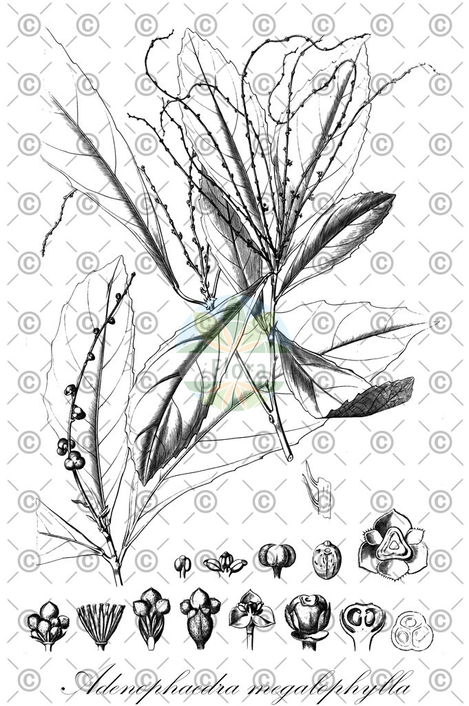 HistAbb_wfo-0000776148_1_ENZY_Simple | Historische Abbildung von Adenophaedra megalophylla - Euphorbiaceae | Historical Illustration of Adenophaedra megalophylla - Euphorbiaceae