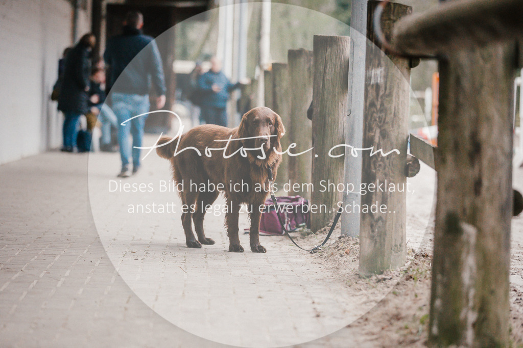 3I6A5778 | Stimmungsvolle Portraits und Reitsportfotografie im Ruhrgebiet und im Münsterland.

Pferdefotografie, Hundefotografie, Tierfotografie, Reportagen, Portraits von Tier und Mensch, Turnierfotografie in Bochum, Recklinghausen, Marl, Haltern am See, Dülmen.. - Realisiert mit Pictrs.com