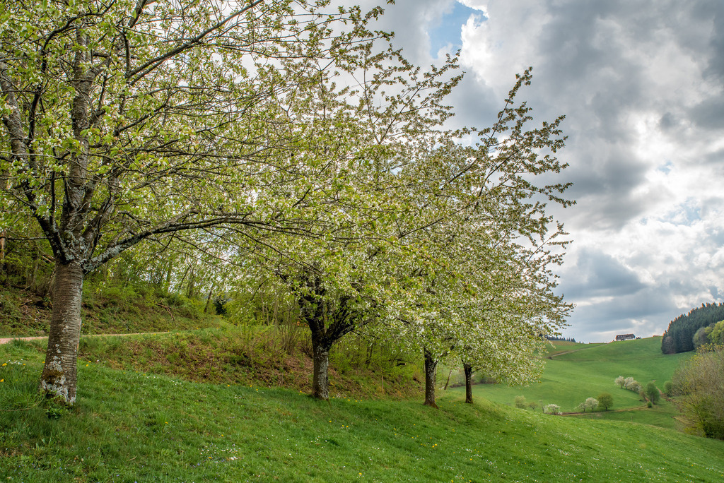 Obstbaumblüte | Obstbaumbblüte beim Bisle mit Blick auf das Landwassereck - Realisiert mit Pictrs.com