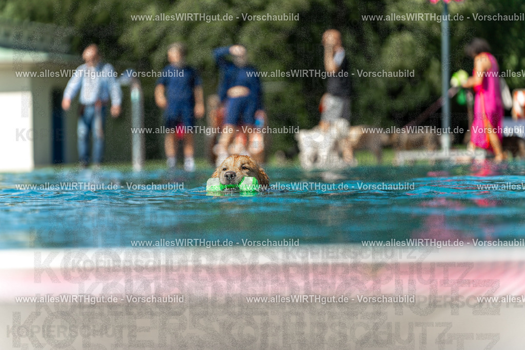 Hundeschwimmen_Volksbad_2026-allesWIRTHgut_Tierfotografie-2609061208-111841-7R500220 | Professionelle Tierfotografie in Mönchengladbach von Daniel Wirth (allesWIRTHgut). Liebevolle & natürliche Bilder von Hunden & Katzen für unvergessliche Erinnerungen.