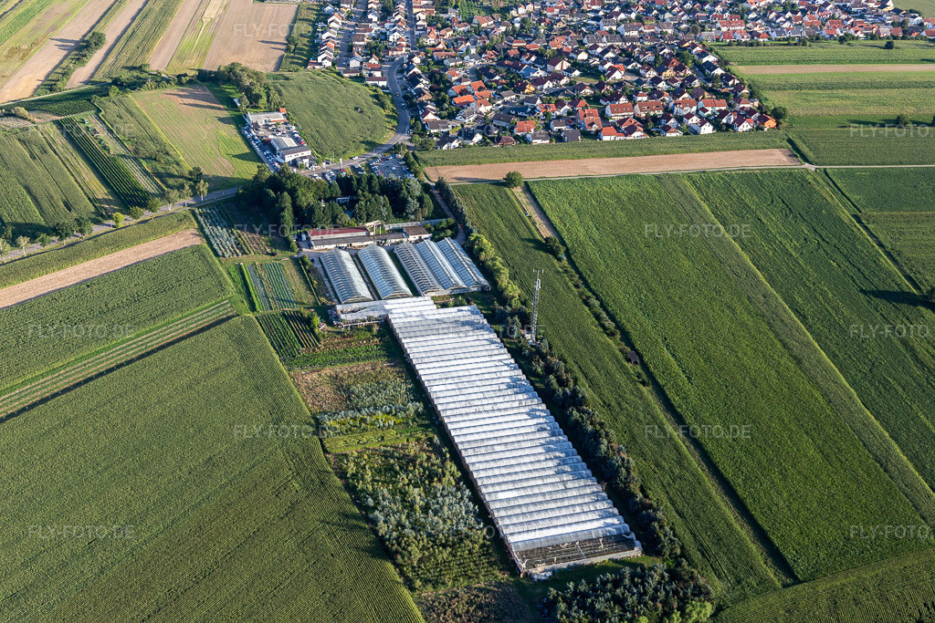 Luftbild: Hirt Blumen im Ortsteil Mechtersheim in Römerberg im Bundesland Rheinland-Pfalz in Deutschland. Foto: IMG_116784.jpg vom 14.08.2019 durch Werner Riehm/FLY-FOTO.de