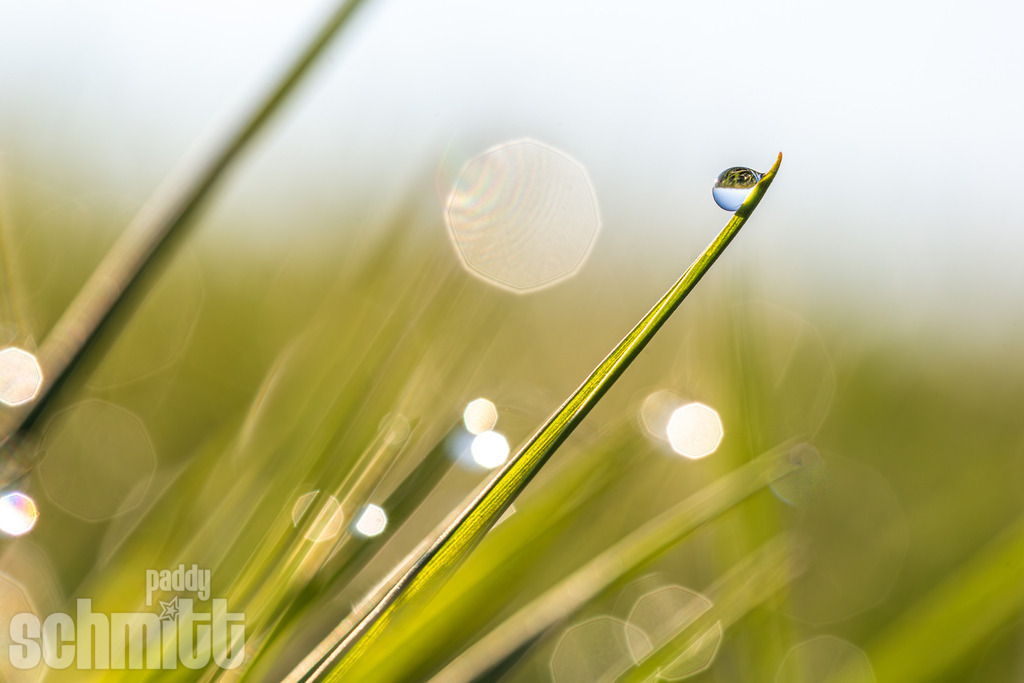 PS-Natur-2026-51 | Entdecke die größte Bildgalerie der Region mit Fotografien aus dem Allgäu, der Bodenseeregion, Oberschwaben, dem Donautal und der Schwäbischen Alb. Landschaften, Luftaufnahmen und Reisefotografie als Wandbild und Fotokunst. - Realisiert mit Pictrs.com