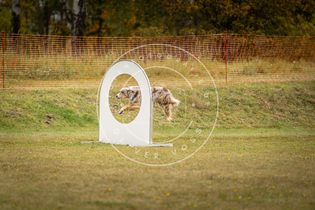 Pfotenfotografie_DV3A2557 | Hundefotografie, Tierfotograf, Pfotenfotografie, Fotoshooting Hund, Hunde Portrait, Hundesport, Hundeportraits, Heideshooting, Hunde, Sportfotograf, Hundefotograf, Turnierhundsport, THS,  - Realisiert mit Pictrs.com