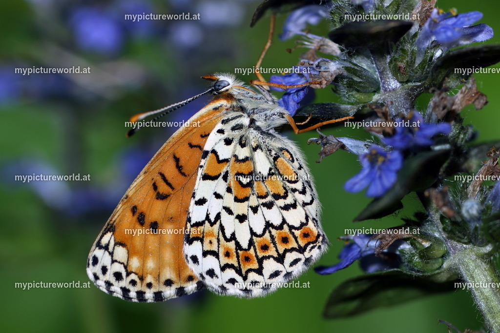 Melitaea cinxia-007 | Das Bilderarchiv über Tiere, Planzen und Landschaften. In der Bilddatenbank finden Sie ein große Auswahl an hochwertigen Bilder für Ihre Werbung - Realized with Pictrs.com