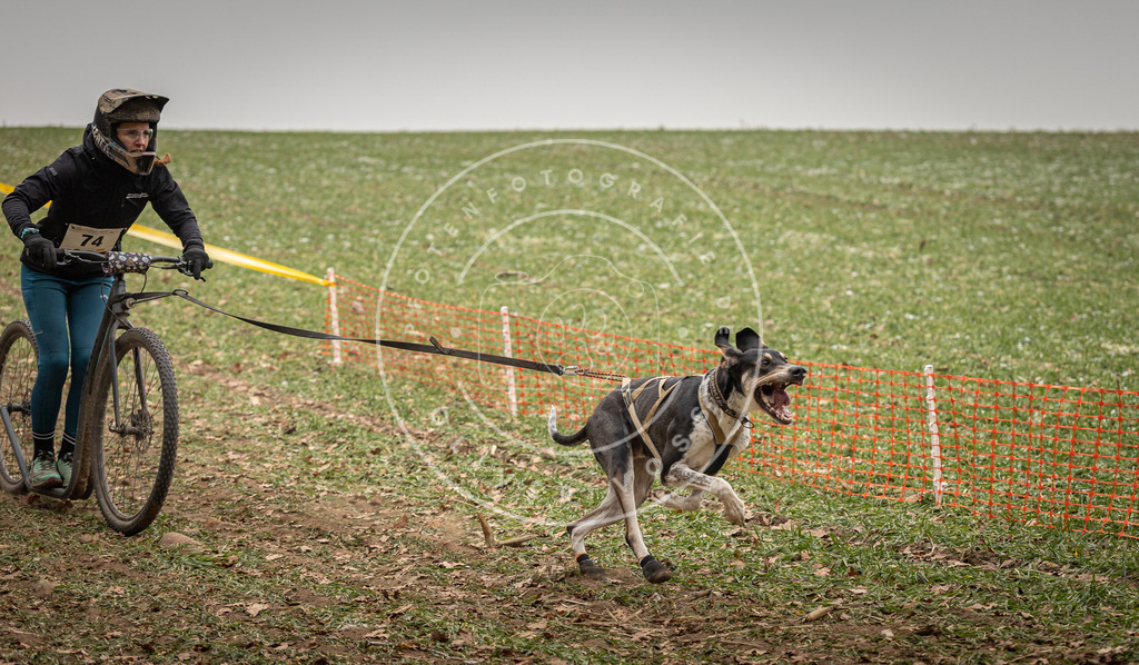Pfotenfotografie_DV3A3691 | Hundefotografie, Tierfotograf, Pfotenfotografie, Fotoshooting Hund, Hunde Portrait, Hundesport, Hundeportraits, Heideshooting, Hunde, Sportfotograf, Hundefotograf, Turnierhundsport, THS,  - Realisiert mit Pictrs.com