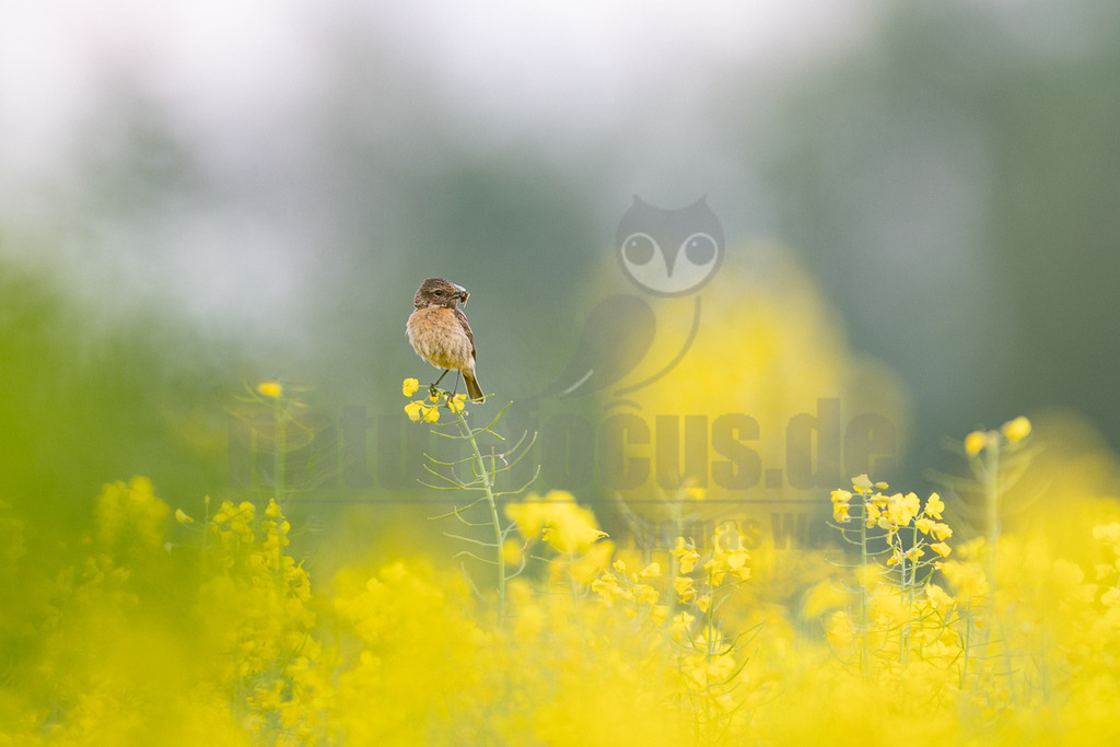R6M35723_20260507 | Ein weibliches Schwarzkehlchen (Saxicola rubicola) sitzt auf einer Rapsblüte in einem leuchtend gelben Rapsfeld. Das Tier hält ein Insekt im Schnabel, was auf eine Fütterungsaktivität hindeutet. Der Hintergrund ist weich gezeichnet und zeigt weitere gelbe Blüten und einen hellgrünen bis grauen Himmel. - Realisiert mit Pictrs.com