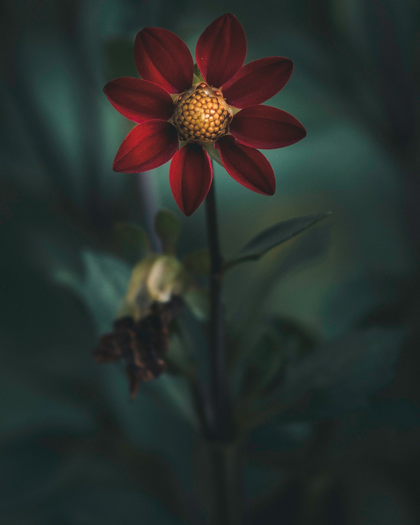 Pompo-Dahlie | Wir machen aus Ihren Bildern Erinnerungen für die Ewigkeit | Hochwertige Fotografien für Ihr zu Hause. - Realisiert mit Pictrs.com