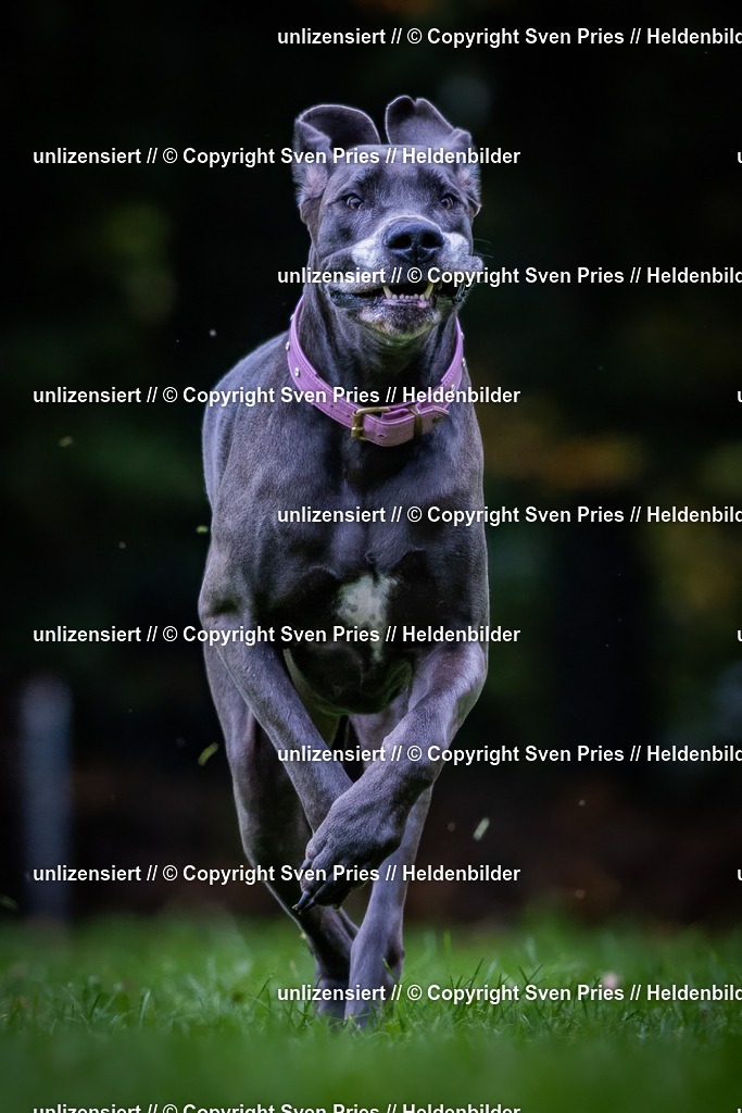 Sven Pries | 2024-10-19 - Hunderennen Ober-Grombach - Realisiert mit Pictrs.com