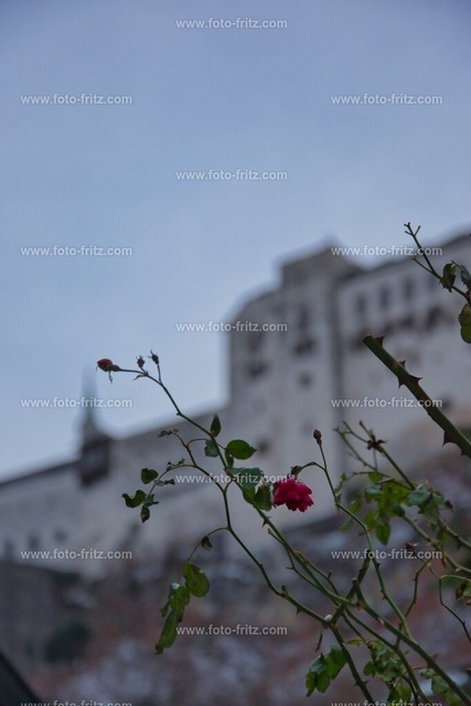 JAN_1233 | www.foto-fritz.com - Realisiert mit Pictrs.com