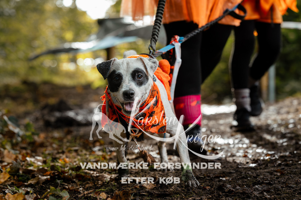 1459DZ6_4237Z6 | kk-dogfotos