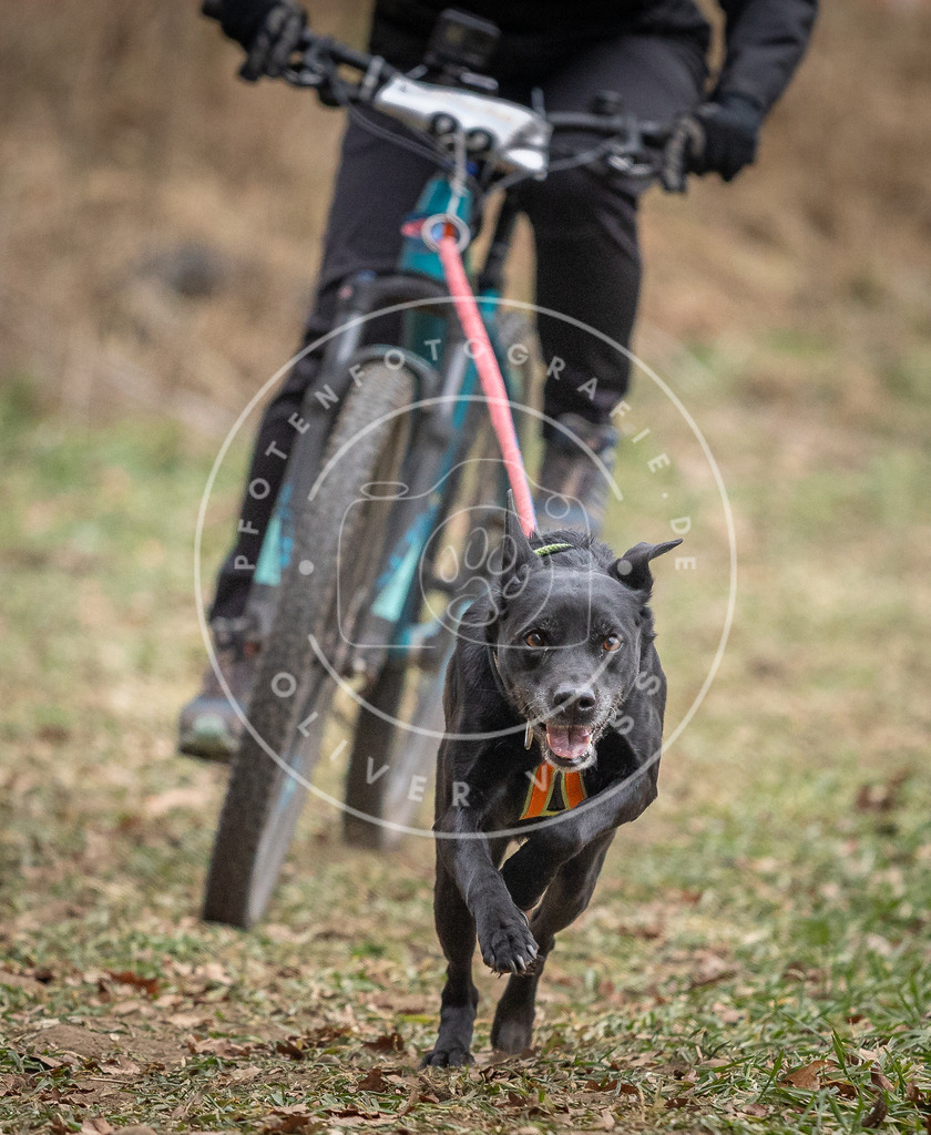 Pfotenfotografie_DV3A5610 | Hundefotografie, Tierfotograf, Pfotenfotografie, Fotoshooting Hund, Hunde Portrait, Hundesport, Hundeportraits, Heideshooting, Hunde, Sportfotograf, Hundefotograf, Turnierhundsport, THS,  - Realisiert mit Pictrs.com