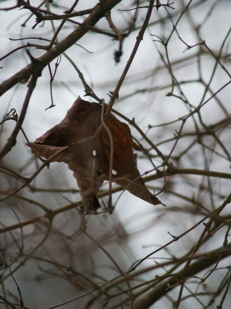 PSX_20221215_223331 | mtkfoto_ - Realisiert mit Pictrs.com