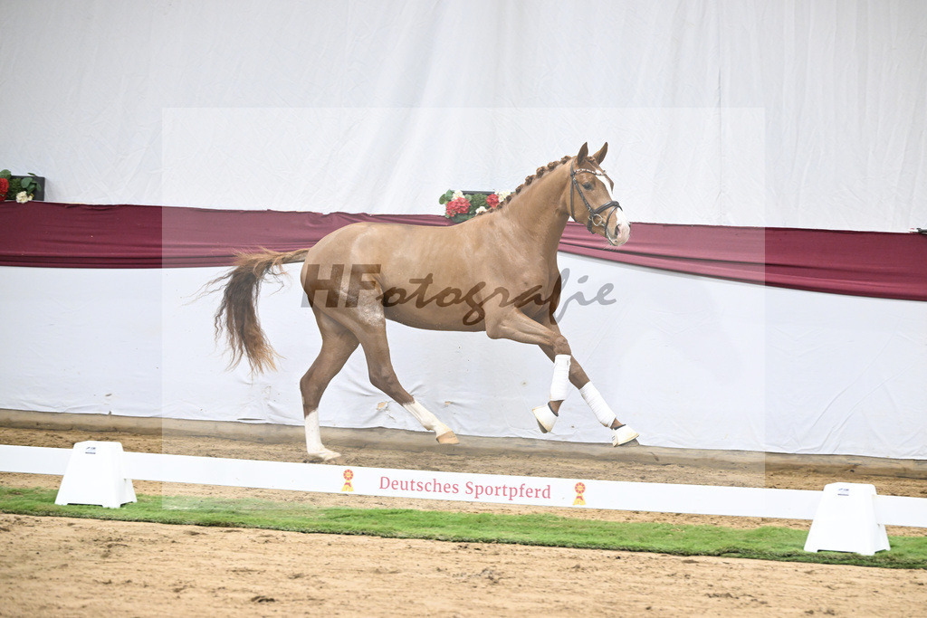 Kat-Nr. 36 San to Alati x Estobar NRW_Stefan Holtwiesche_47251262 | hf-fotografie - Realisiert mit Pictrs.com