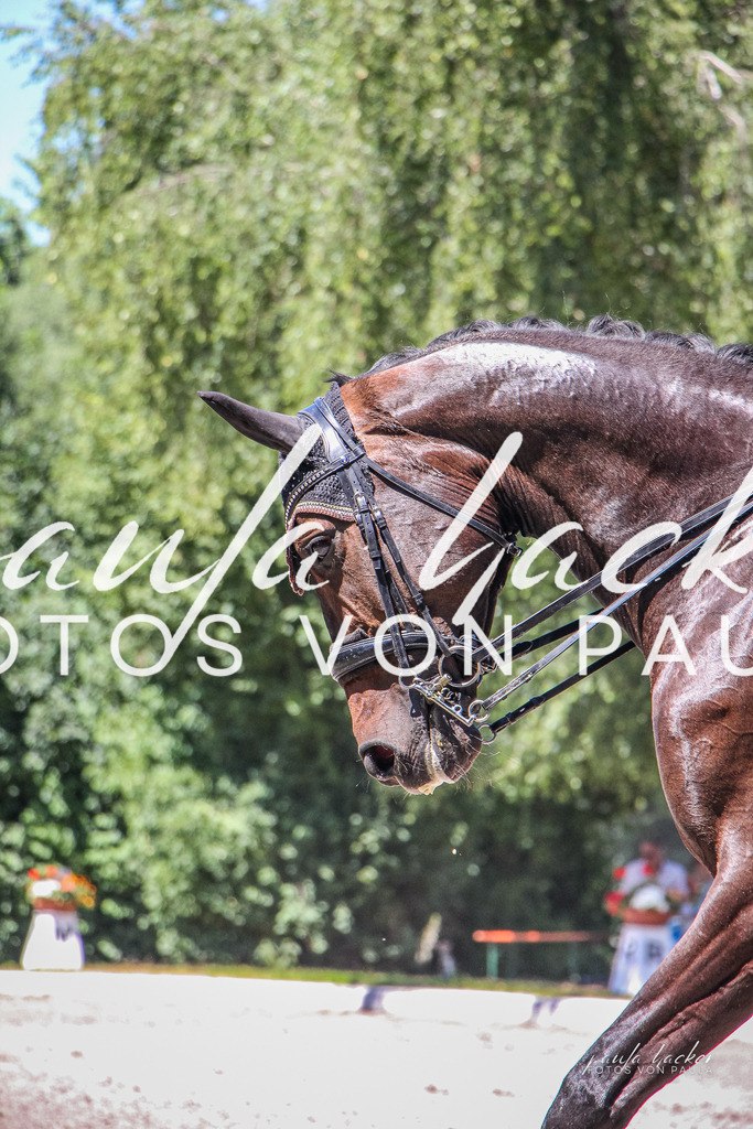 IMG_0808 | Erleben Sie dynamische Sport- und emotionale Tierfotografie in Süddeutschland mit Fotos von Paula. Spezialisiert auf Pferde- und Hundefotografie sowie Sportevents. Kontaktieren Sie mich für einzigartige und ausdrucksstarke Bilder Ihrer besonderen Momente.