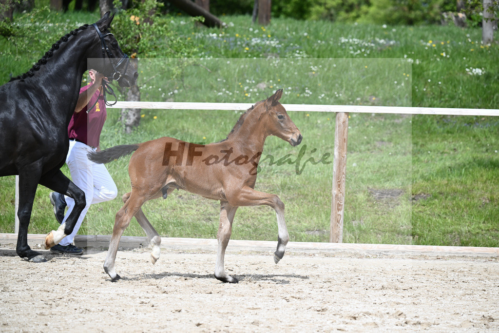Va Bene x De Niro_HF_Eder_11240676 | hf-fotografie - Realisiert mit Pictrs.com