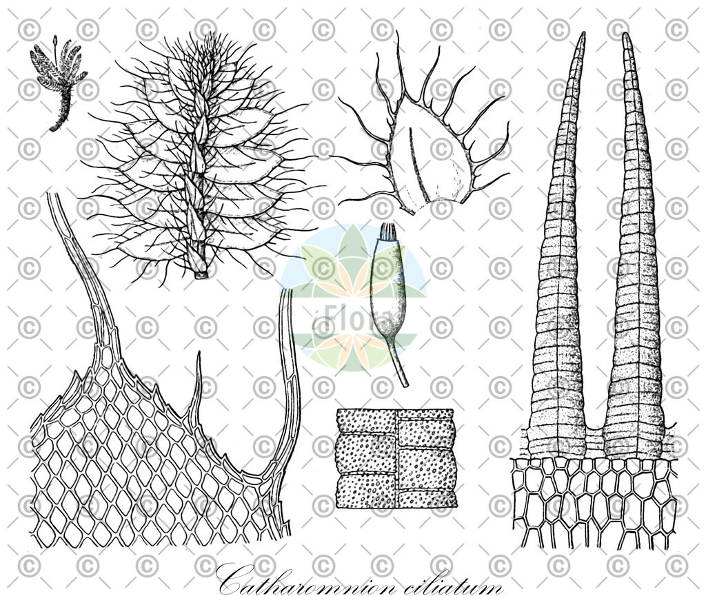 HistAbb_wfo-0000590948_1_ENZY_Simple | Historische Abbildung von Catharomnion ciliatum - Hypopterygiaceae | Historical Illustration of Catharomnion ciliatum - Hypopterygiaceae