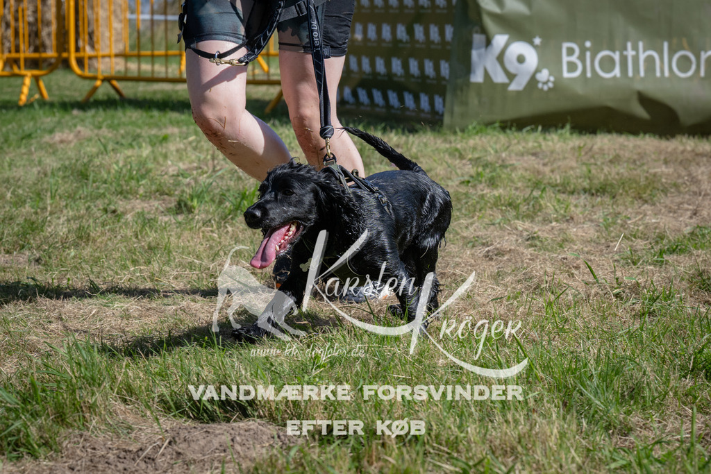 1056_ZZ99794 | kk-dogfotos
