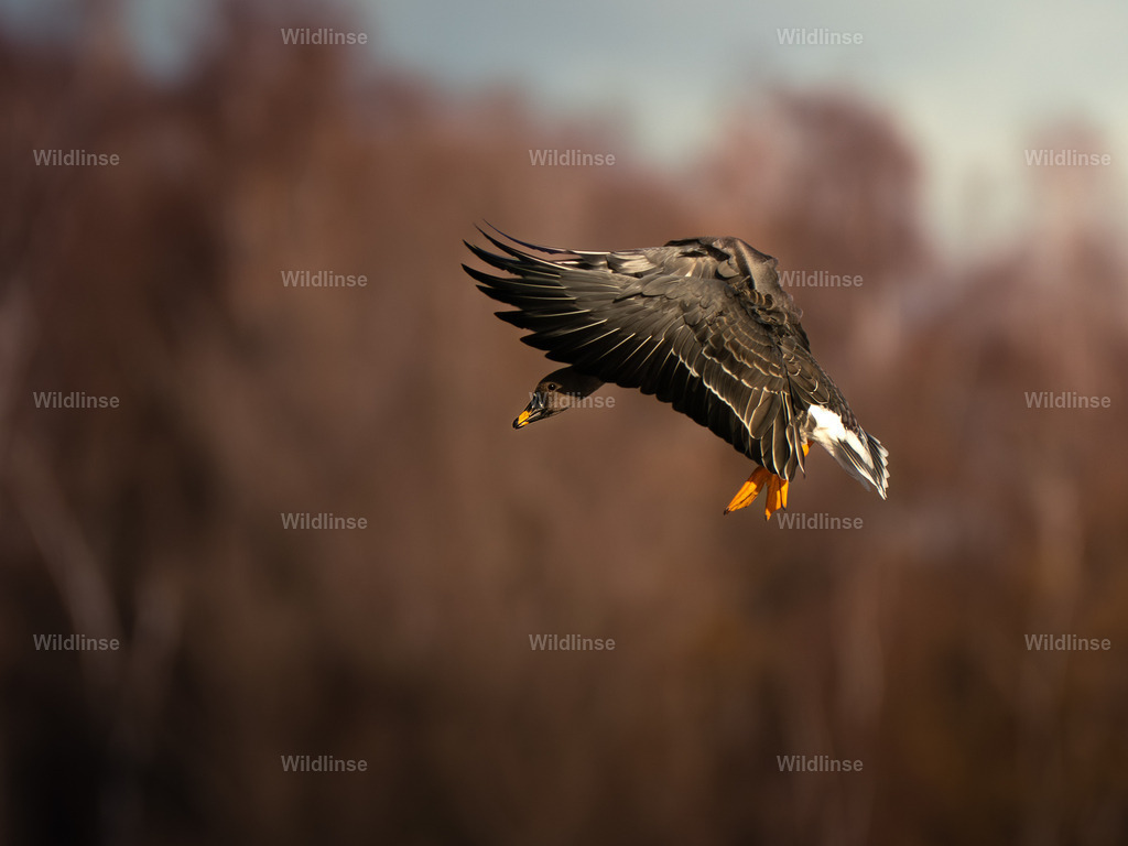 Wildlinse-251117-1 | Willkommen bei Wildlinse. Wildtierfotografien aus Schleswig-Holstein: Entdecke einzigartige Fine-Art-Prints und Poster, die Ruhe, Wildnis und die Schönheit unserer heimischen Tierwelt in dein Zuhause bringen. - Realisiert mit Pictrs.com
