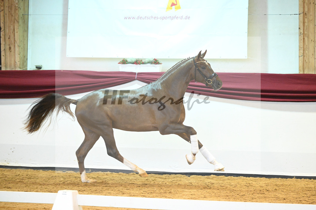 Kat-Nr. 58 v. Vivino_Gestuet Greim_66222330 | hf-fotografie - Realisiert mit Pictrs.com