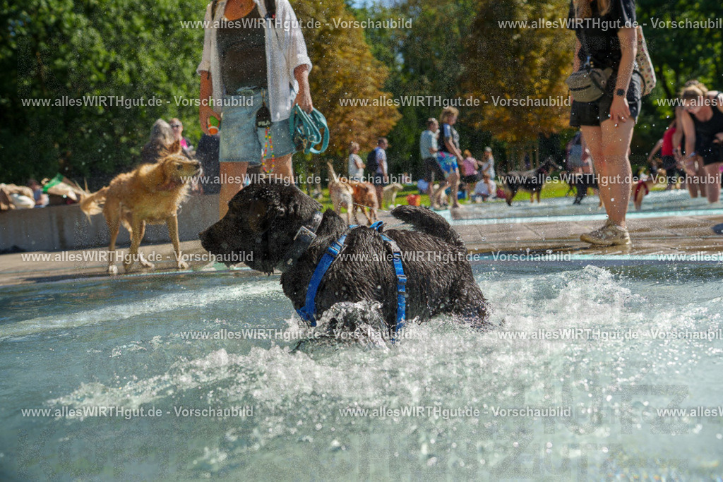 allesWIRTHgut Tierfotografie - allesWIRTHgut.de - 7IV08574 | Professionelle Tierfotografie in Mönchengladbach von Daniel Wirth (allesWIRTHgut). Liebevolle & natürliche Bilder von Hunden & Katzen für unvergessliche Erinnerungen.