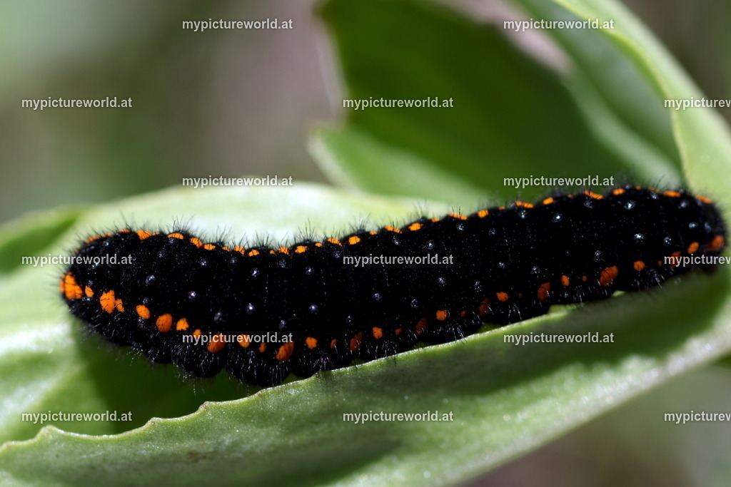 Parnassius apollo-026 | Das Bilderarchiv über Tiere, Planzen und Landschaften. In der Bilddatenbank finden Sie ein große Auswahl an hochwertigen Bilder für Ihre Werbung - Realisiert mit Pictrs.com