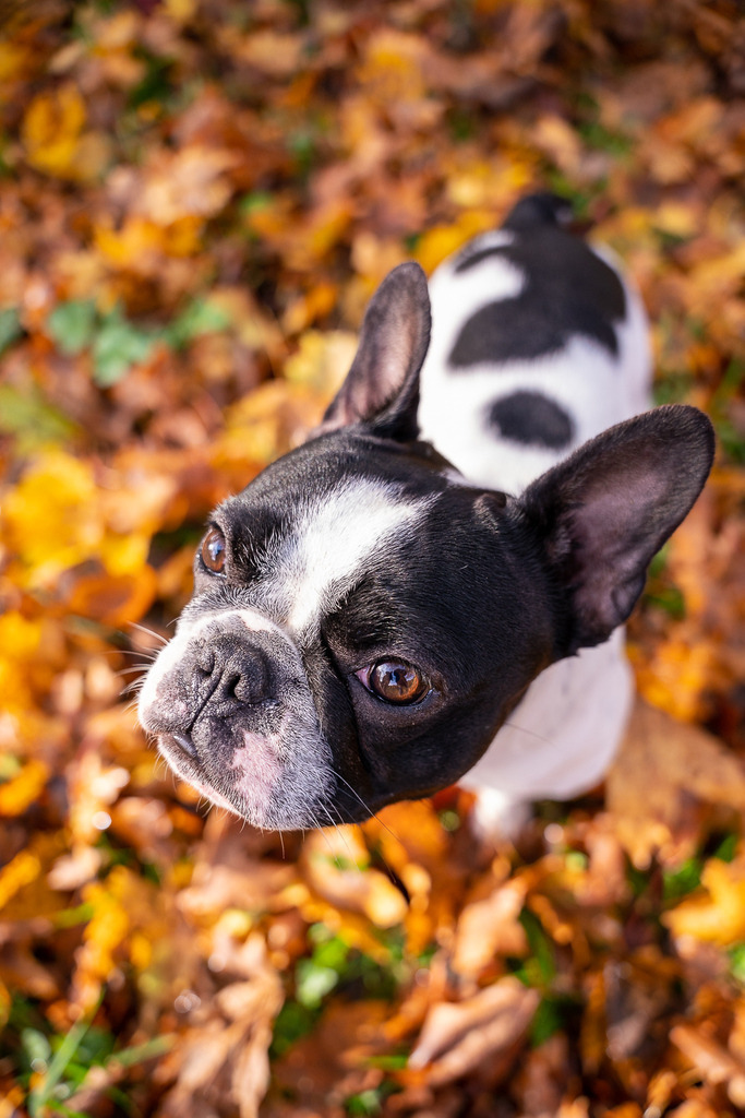 Tinka @sarahlii_20 | Professionelle Tierfotografie in Mönchengladbach von Daniel Wirth (allesWIRTHgut). Liebevolle & natürliche Bilder von Hunden & Katzen für unvergessliche Erinnerungen.