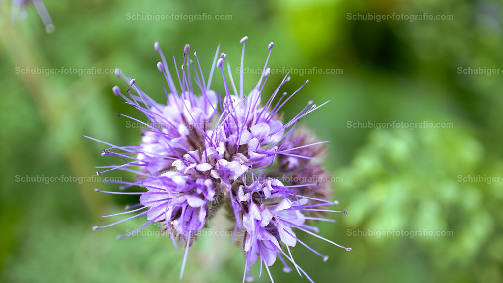 Gewöhnlicher Teufelsabbiss | Der Gewöhnliche Teufelsabbiss, auch einfach Teufelsabbiss, Abbiss oder Teufelwurz und Teufelsbiss genannt, ist eine Pflanzenart aus der Gattung Succisa in der Unterfamilie der Kardengewächse innerhalb der Geißblattgewächse. Der Trivialname Teufelsabbiss wird außerdem für die verwandte Art Succisella inflexa verwendet. Wikipedia - Realisiert mit Pictrs.com