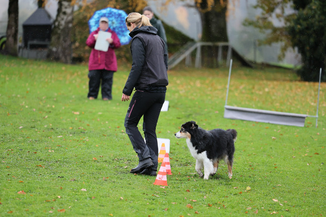 2025_Rally_Obedience_SM-16 | Ich fotografiere Hundeausstellungen, Sportanlässe, Zuchtstätten, Hundezucht, Hundeportrait, Lagotto - Realisiert mit Pictrs.com