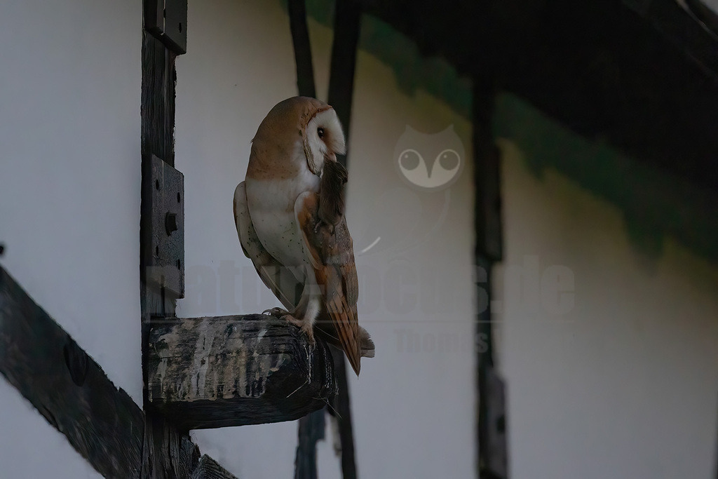 R6NF3435_20240626 | Die Schleiereule ist eine helle, langbeinige Eule ohne Federohren. Charakteristisch für die Schleiereule ist der herzförmige Gesichtsschleier und die relativ kleinen schwarzen Augen. Ihre Unterseite ist weiß bis gelbbraun mit Tropfenflecken, der Schnabel weißrosa, gelblich bis grauweiß. - Realisiert mit Pictrs.com