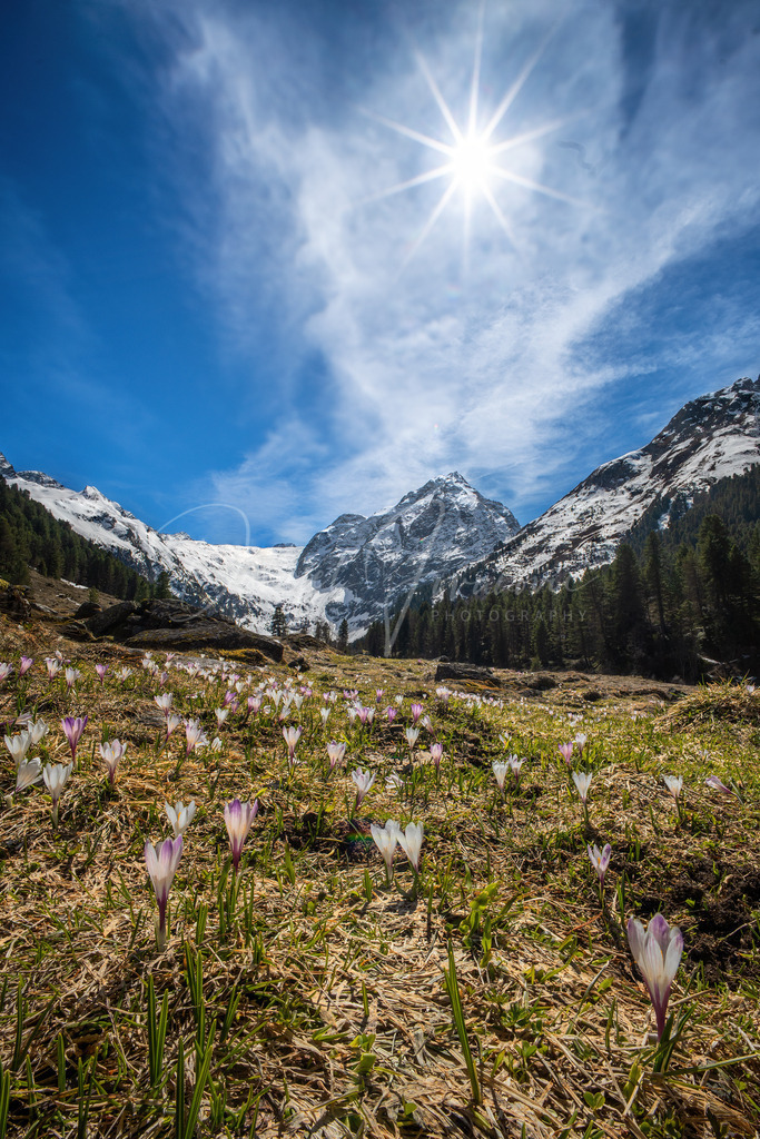 Krokusblüte | Krokusblüte in Lüsens