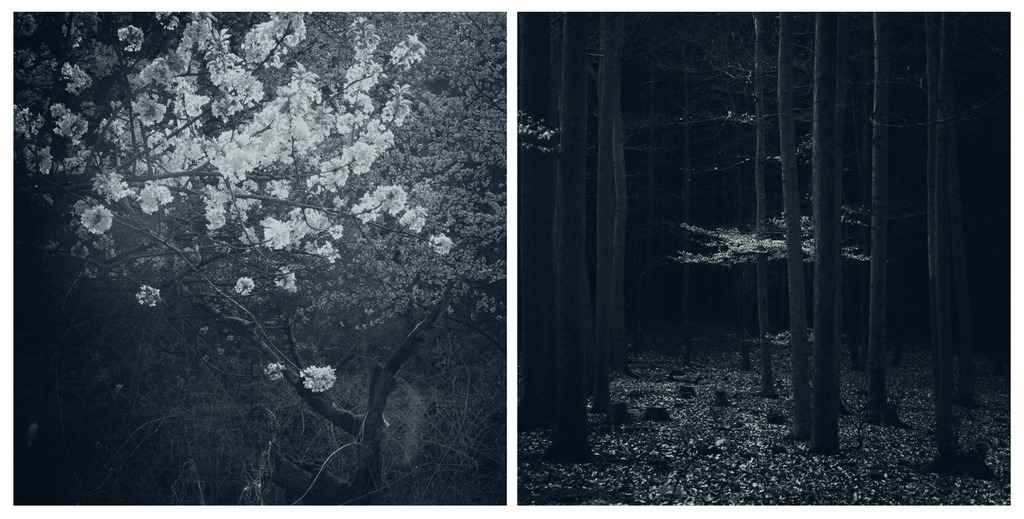 finsterwald | Stimmungsvolle Fotografien von Dorit Fuhg. Kaufen Sie bequem hochwertige Fine-Art Drucke, Wandbilder und Kalender hier im Online-Shop. - Realisiert mit Pictrs.com