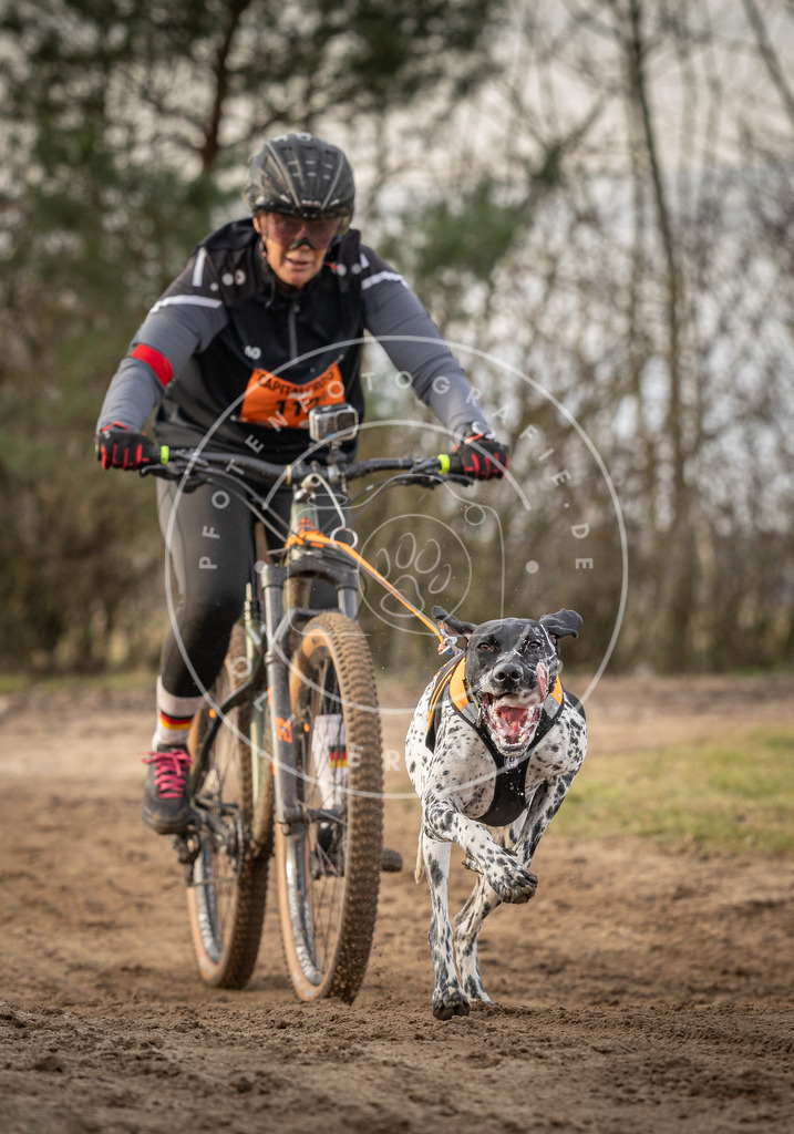Pfotenfotografie_DV3A7893 | Hundefotografie, Tierfotograf, Pfotenfotografie, Fotoshooting Hund, Hunde Portrait, Hundesport, Hundeportraits, Heideshooting, Hunde, Sportfotograf, Hundefotograf, Turnierhundsport, THS,  - Realisiert mit Pictrs.com
