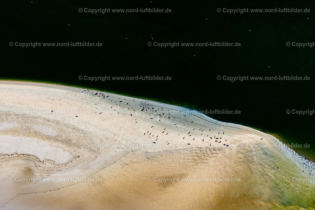 Norderney_Robben_Und_Seehundbank_Ostende_ELS_5604050923 | NORDERNEY 05.09.2023 Küsten- Landschaft und Sandbank - Strukturen Robben und Seehunde auf einer Sandbank " Seehundbank " in Norderney im Bundesland Niedersachsen, Deutschland. // Coastal landscape and sandbank structures Seals and harbor seals on a sandbank "Seehundbank" in Norderney in the state Lower Saxony, Germany. Foto: Martin Elsen