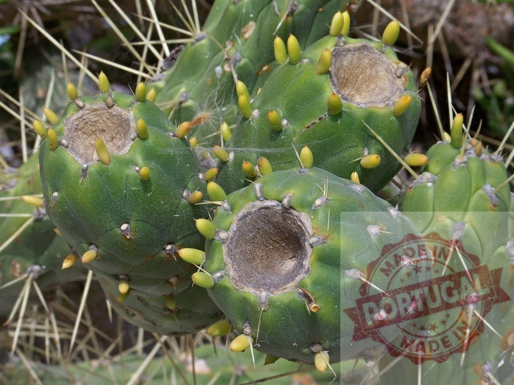 Prickly pear cactus fruit growing in desert | Prickly pear cactus fruits with sharp spines and green pods showing in close-up - Realized with Pictrs.com