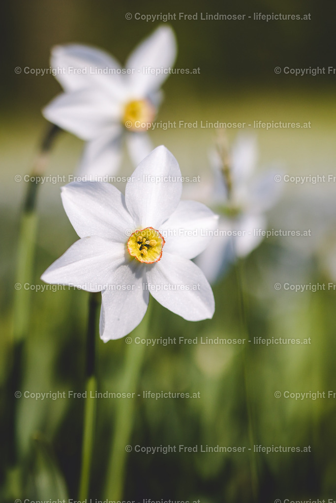 Narzissenbluete Mariazellerland 2018-40584 | Fotos und Fotoprodukte - Realisiert mit Pictrs.com