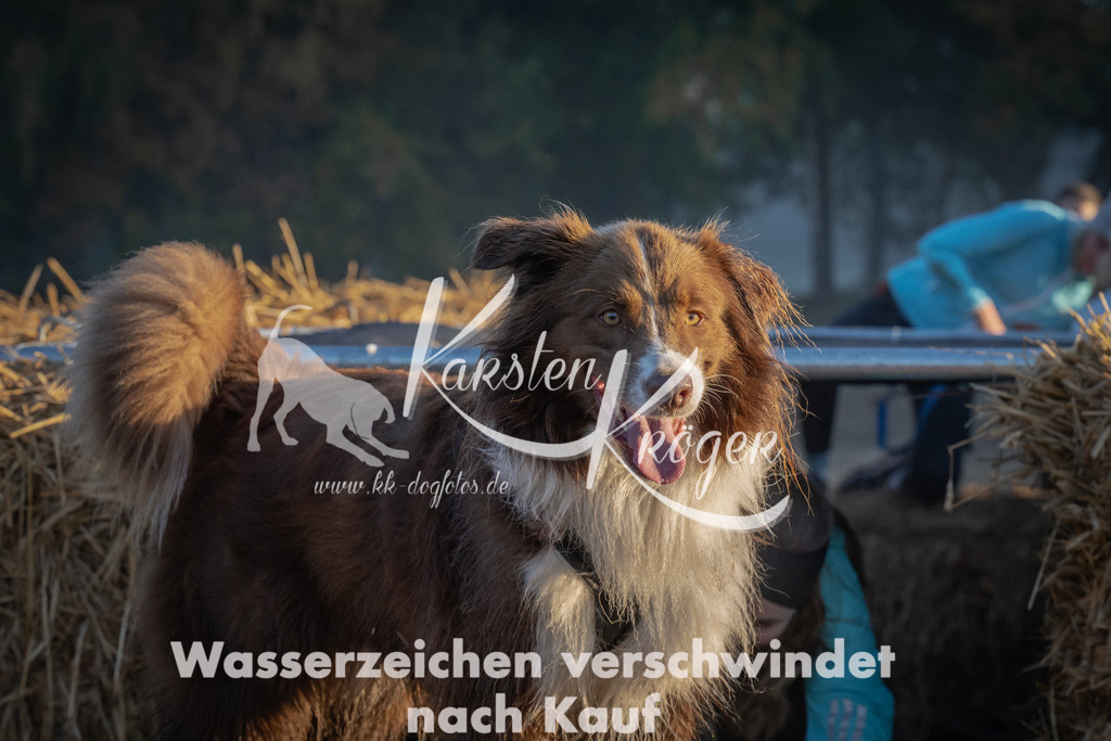 0857_ZZ90179 | kk-dogfotos