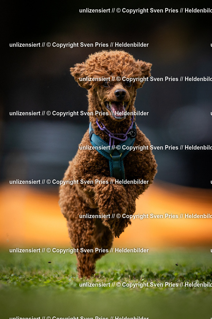 Sven Pries | 19. Allgemeines Hunderennen Karlsruhe Durlach - Realisiert mit Pictrs.com