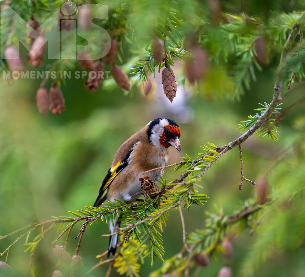 MIS_170320cm035.JPG | 07.11.2022,  Bad Wörishofen (Unterallgäu) Ein Distelfink (Carduelis carduelis) bei der Futtersuche. In den kleinen Zapfen findet er proteinreiche Samen. - Realisiert mit Pictrs.com