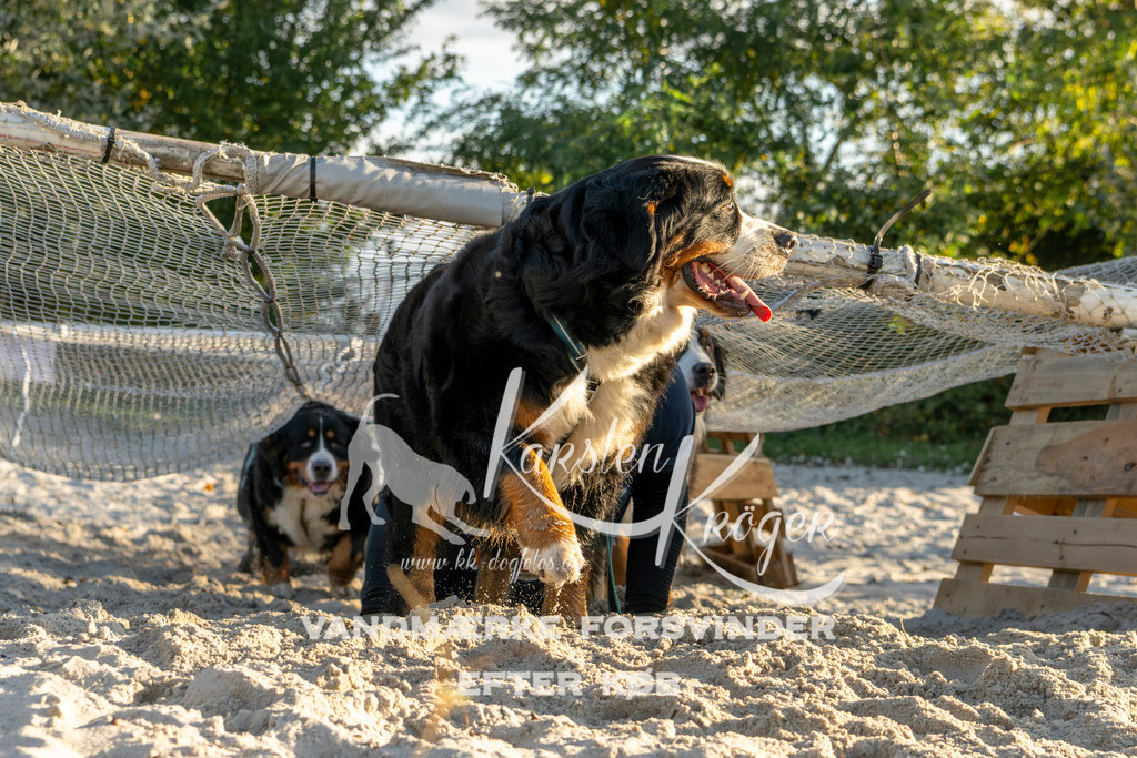 1653_ZZ99922 | kk-dogfotos