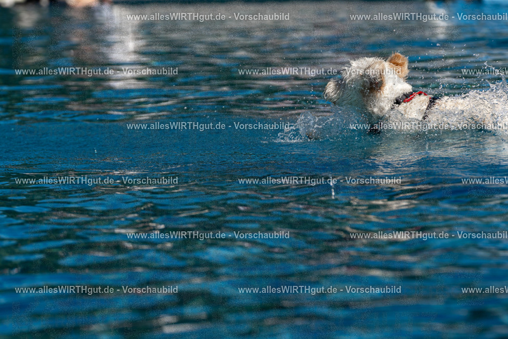 Hundeschwimmen_Volksbad_2026-allesWIRTHgut_Tierfotografie-2609061143-FAY06299 | Professionelle Tierfotografie in Mönchengladbach von Daniel Wirth (allesWIRTHgut). Liebevolle & natürliche Bilder von Hunden & Katzen für unvergessliche Erinnerungen.